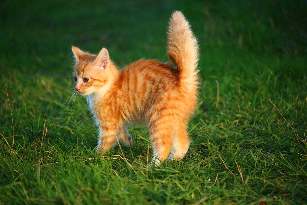 cat-1074657_1280.jpg
