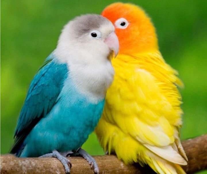 Small-colored-baby-parrots-photos.jpg