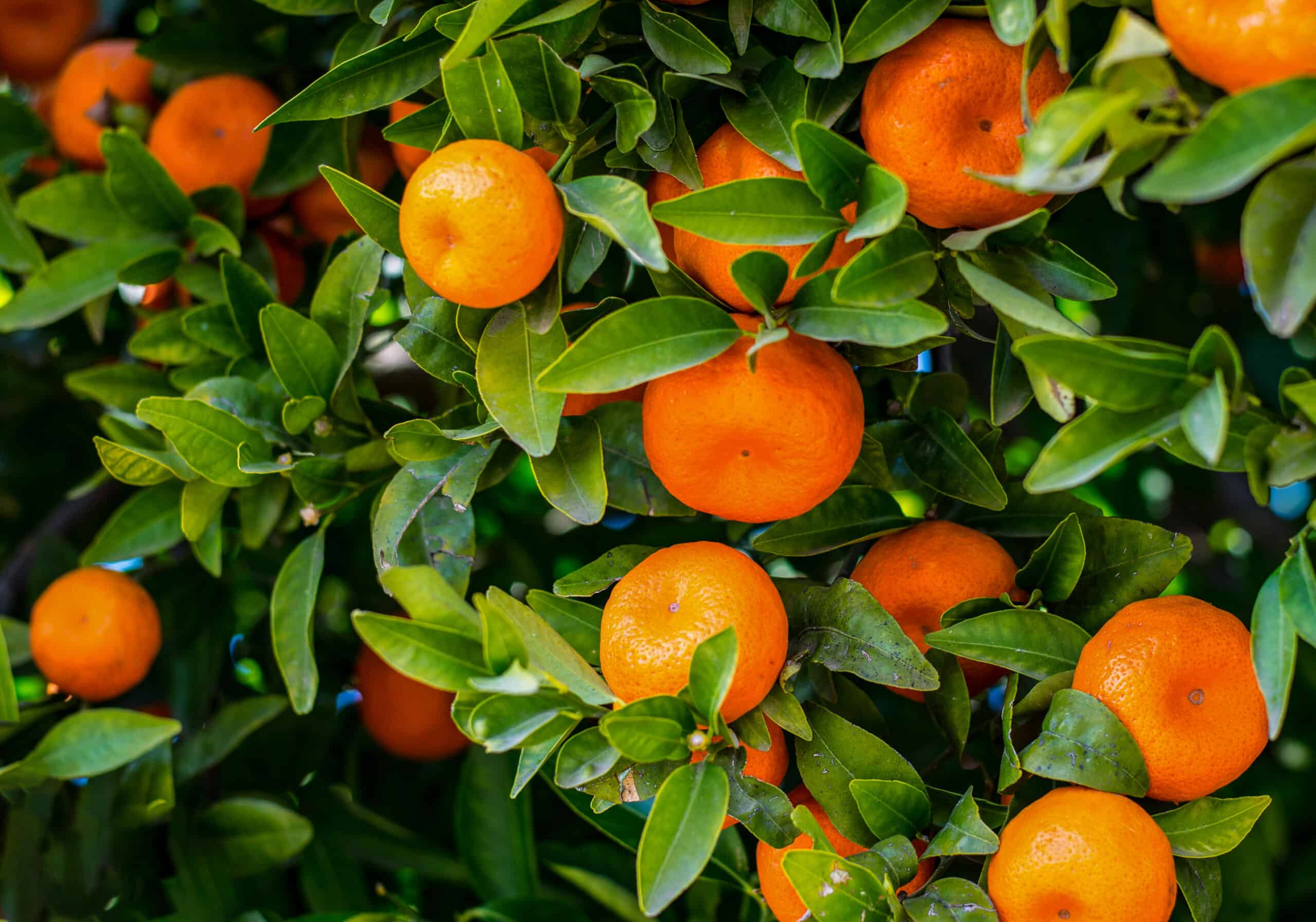 bigstock-Mandarines-Ripe-Mandarines-Ha-271715890-scaled-1.jpg