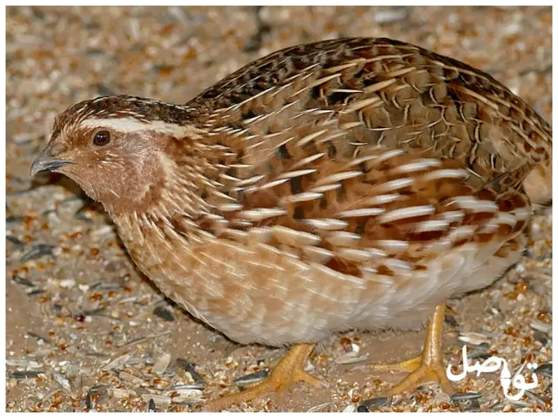السمان.webp