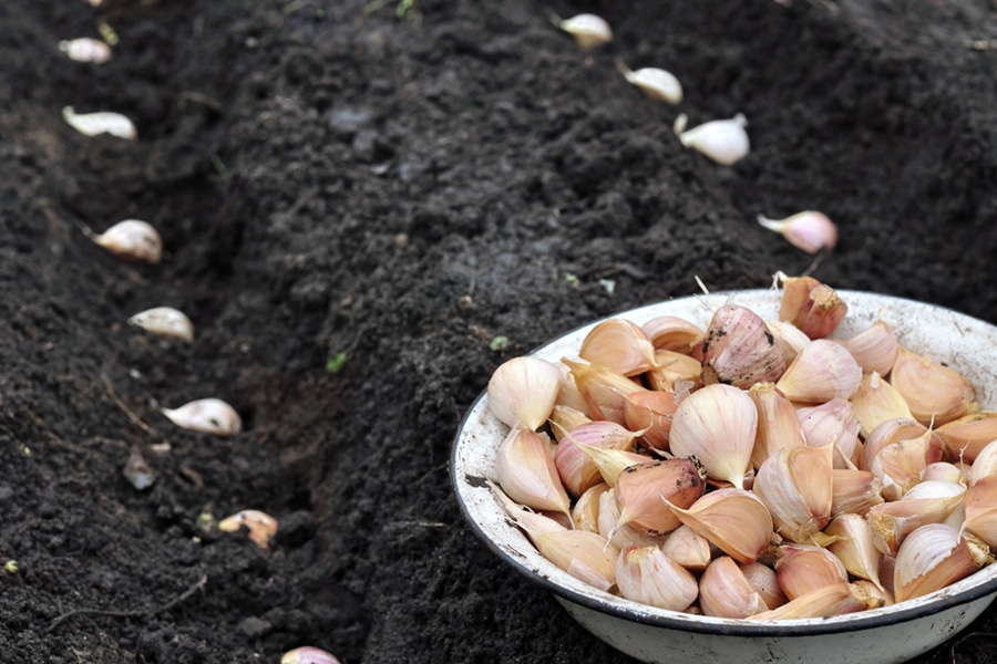 Garlicplanting.jpg