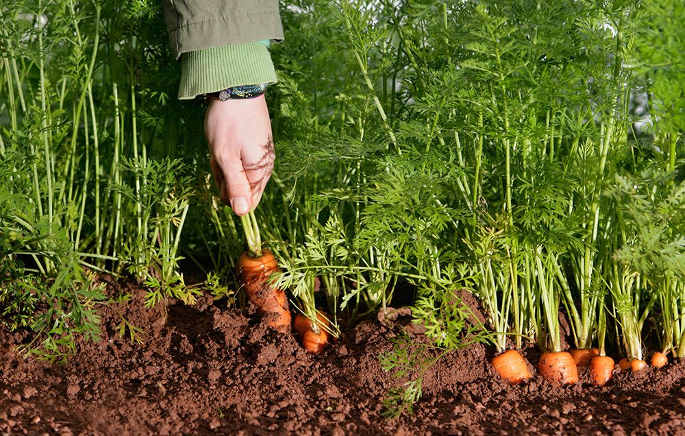 carrotgrowingguide-1000-1504182935.jpg