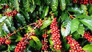 رحلة الحبة السحرية من غابات إثيوبيا لتصبح معشوقة الملايين عالمياً