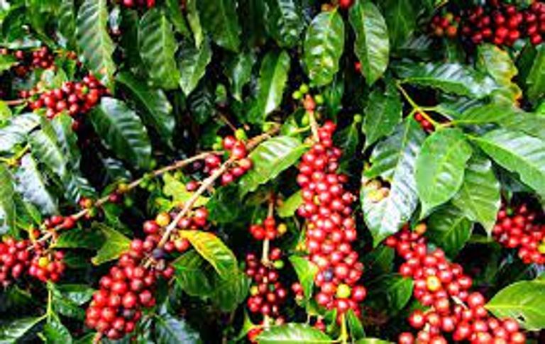 140-004122-ethio-coffee-3.jpeg