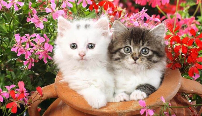 أشهر أنواع القطط المنزلية