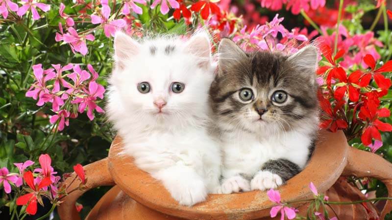 best-7-types-domestic-cats.jpg