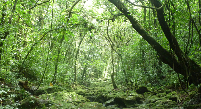 أسرار تواصل غابات الأشجار