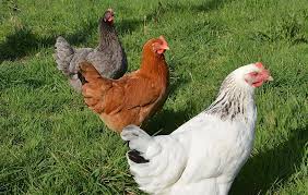 الفرق بين الفراخ البلدي والفراخ البيضاء