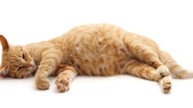 مراحل حمل القطط