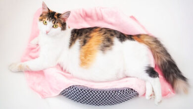 رعاية القطة الحامل