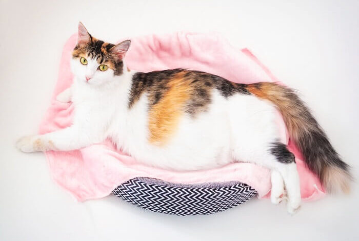 رعاية القطة الحامل