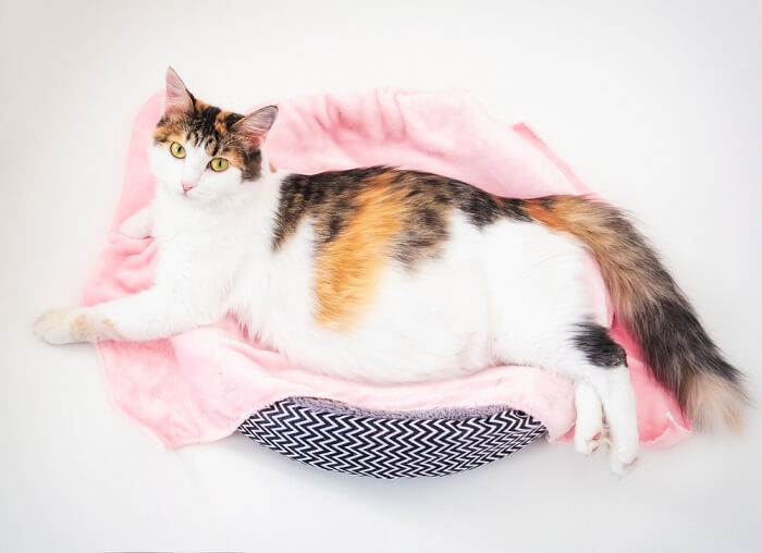 taking-care-of-pregnant-cat.jpg