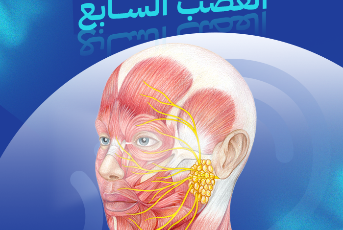 العصب السابع